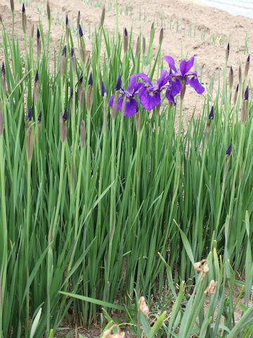 Iris sanguinea