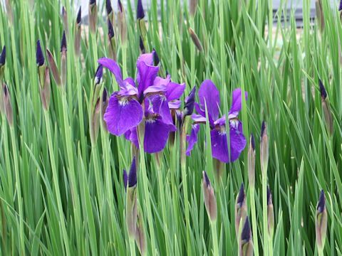 Iris sanguinea