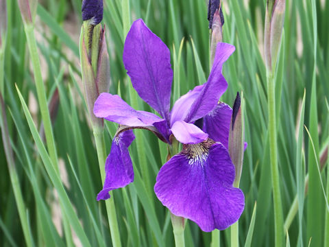 Iris sanguinea