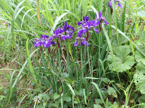 Iris sanguinea