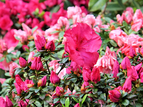 Rhododendron simsii cv.