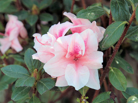 Rhododendron simsii cv.