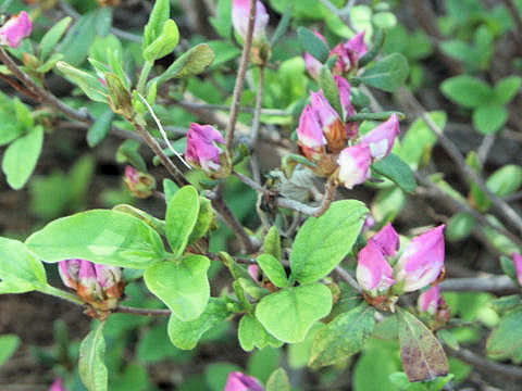 Rhododendron simsii cv.