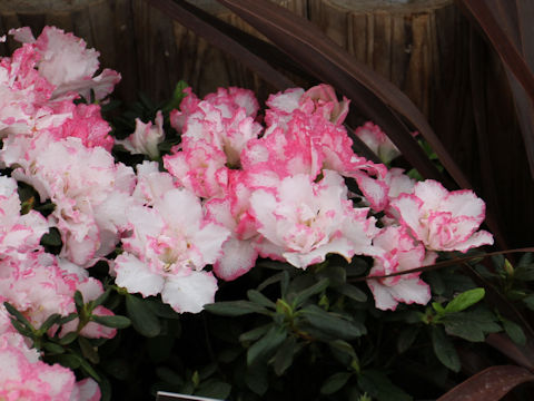 Rhododendron simsii cv. Aquarelle