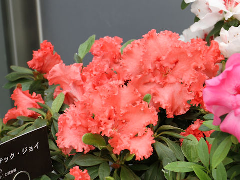 Rhododendron simsii cv. Aztec Joy