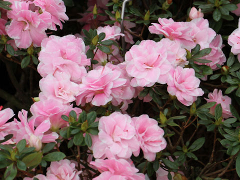 Rhododendron simsii cv. Ayatori