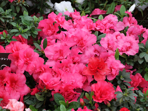 Rhododendron simsii cv. Antique Red