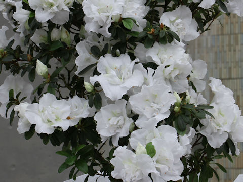 Rhododendron simsii cv. Vervaeneana Alba