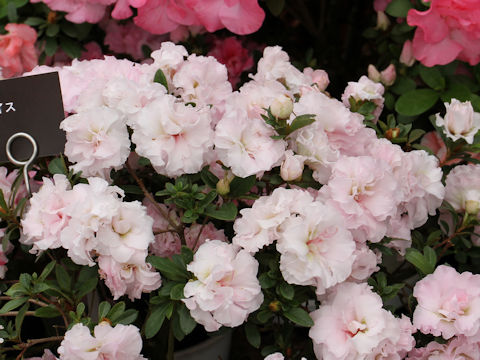 Rhododendron simsii cv. Elsa Weiss