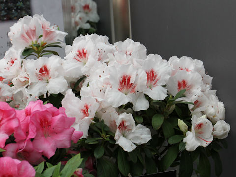 Rhododendron simsii cv. Osta