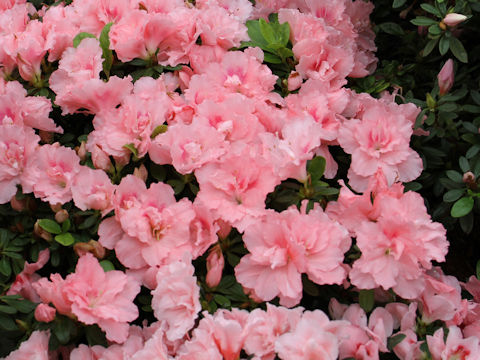 Rhododendron simsii cv. Kaguyahima