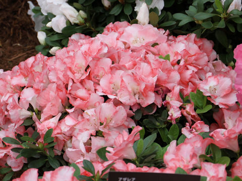 Rhododendron simsii cv. Crystal Pearl