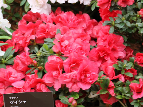 Rhododendron simsii cv. Geisha