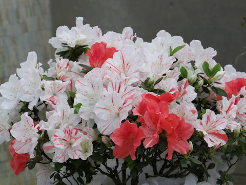 Rhododendron simsii cv. Comet