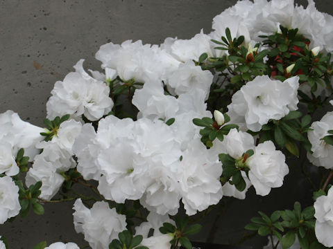 Rhododendron simsii cv. Souvenir de San Jose