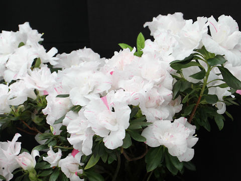 Rhododendron simsii cv. Snow Shine