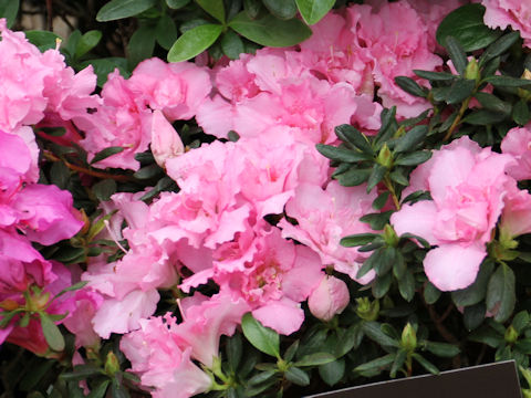 Rhododendron simsii cv. Terra Nova