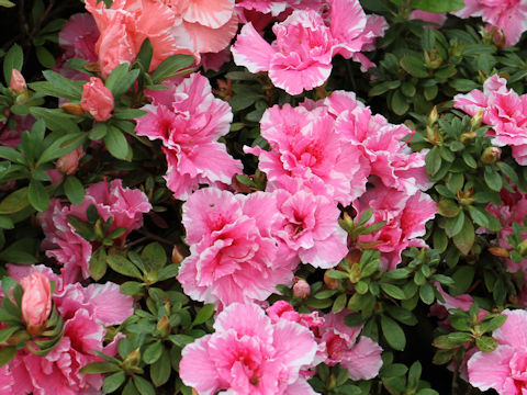 Rhododendron simsii cv. Nocolette Inga