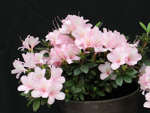 Rhododendron simsii cv. Hiroka