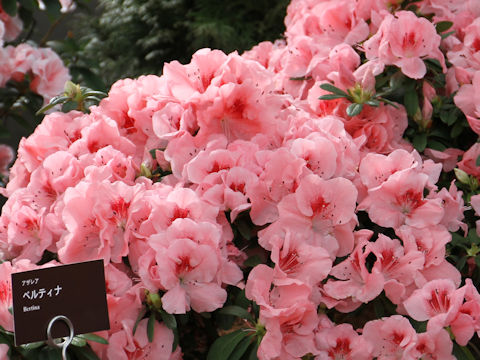 Rhododendron simsii cv. Bertina