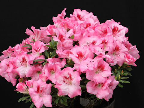 Rhododendron simsii cv. Hohoemi