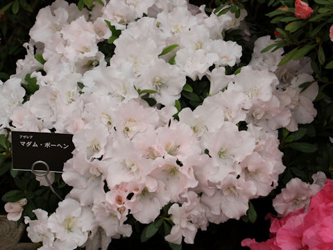Rhododendron simsii cv. Madam Bohen