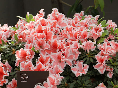 Rhododendron simsii cv. Martha