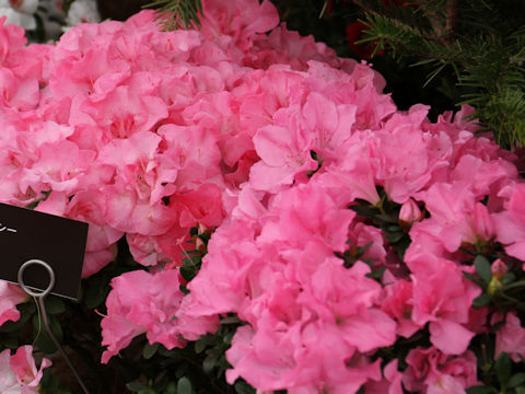 Rhododendron simsii cv. Lucie