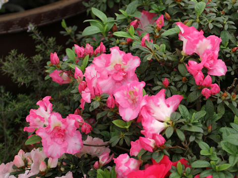 Rhododendron simsii cv. Rainbow