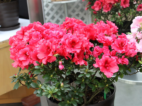 Rhododendron simsii cv. Red Cap