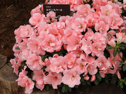 Rhododendron simsii cv. Romance Pearl