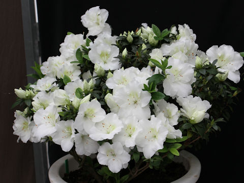 Rhododendron simsii cv. Koshi no Awayuki