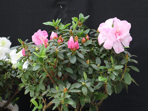 Rhododendron simsii cv. Koshi no Maihime