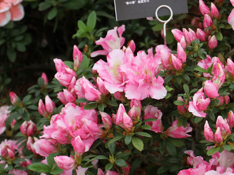 Rhododendron simsii cv. Haru no Hibiki