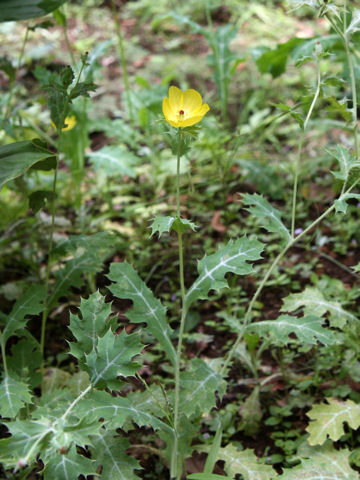Argemone mexicana