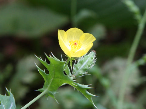 Argemone mexicana