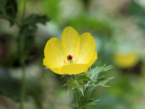 Argemone mexicana
