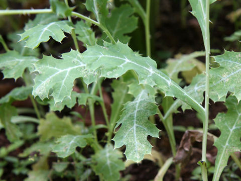 Argemone mexicana