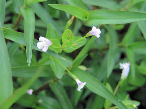 Lindernia pyxidaria