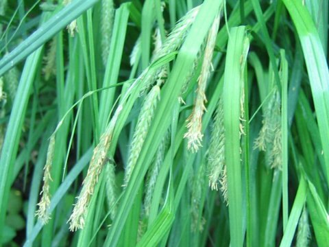 Carex dimorpholepis