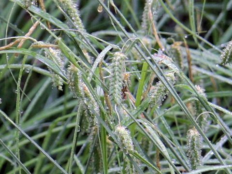 Carex dimorpholepis