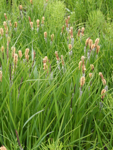 Carex thunbergii