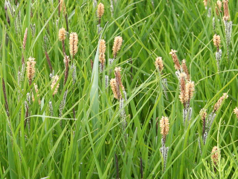 Carex thunbergii