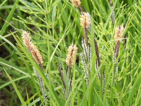 Carex thunbergii