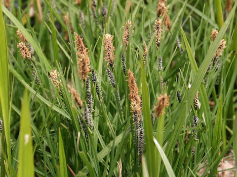 Carex thunbergii