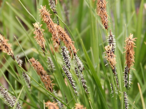 Carex thunbergii