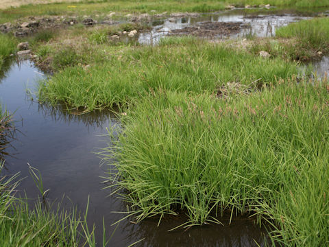 Carex thunbergii