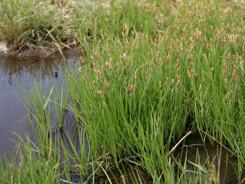 Carex thunbergii