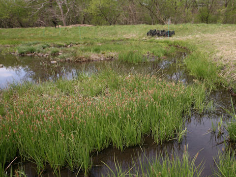 Carex thunbergii