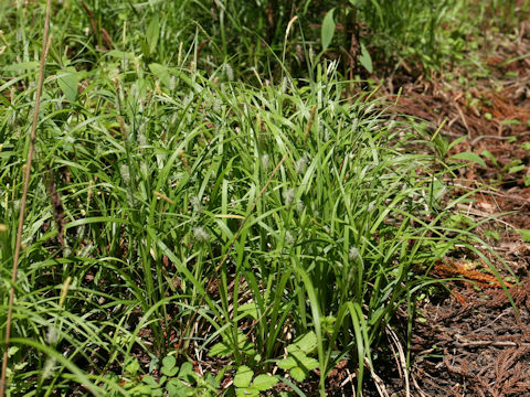 Carex thunbergii